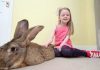 巨型兔子长1.34米 重22公斤 吉尼斯世界纪录保持者