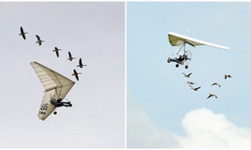 法国男子与天鹅一起飞翔15年，被称为“鸟人”