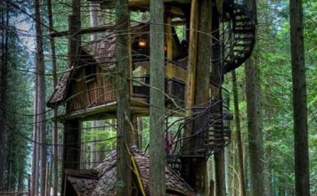 细数森林中的树屋，让你近距离享受自然