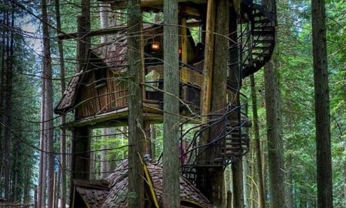 细数森林中的树屋，让你近距离享受自然